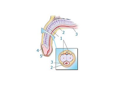 пенис құрылымы